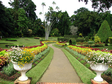 Royal Botanical Gardens - Kandy